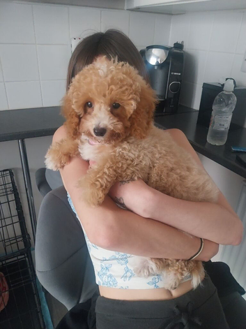 Female cockapoo