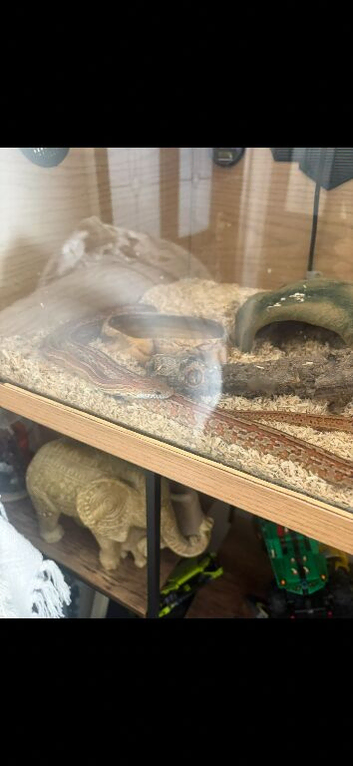 Young corn snake