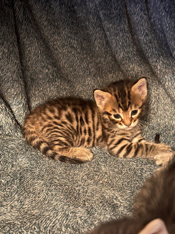 Bengal Mixed breed kittens with exceptional markings