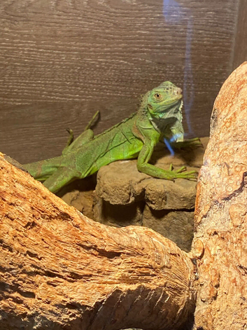 11 month old green iguana with full set up