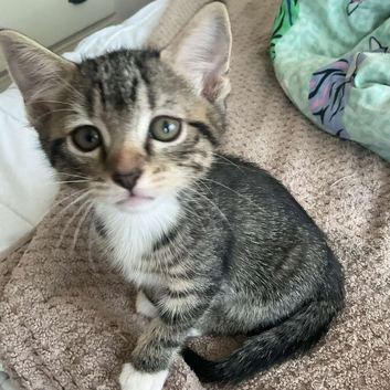 Kittens available now
