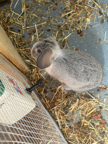 Mini lop x lionhead bunnies