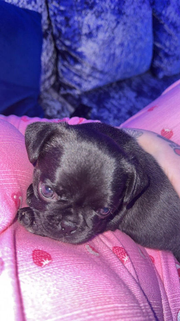 Pug crossed frenchi