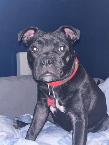 Staffordshire bull terrier pup