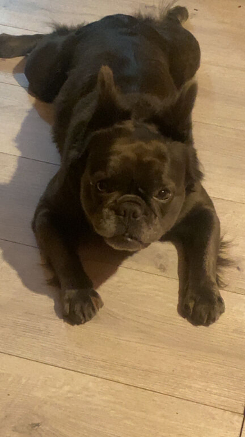 Fluffy frenchie