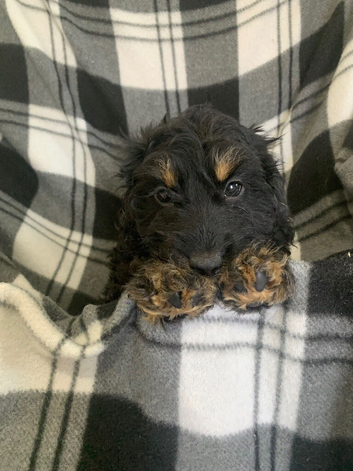 Outstanding F1 Cockerpoo Puppies - Exceptional Colours - Raised in Our Family Home