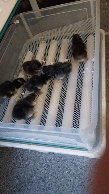 6 day old pekin bantams