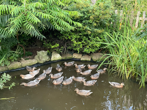 call ducks for sale