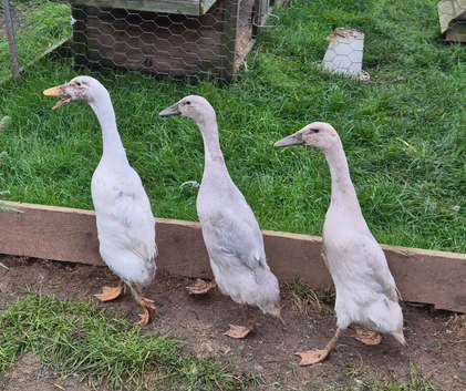 Runner Ducks x 3 Female