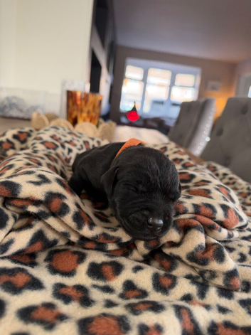 Black Labrador Puppies
