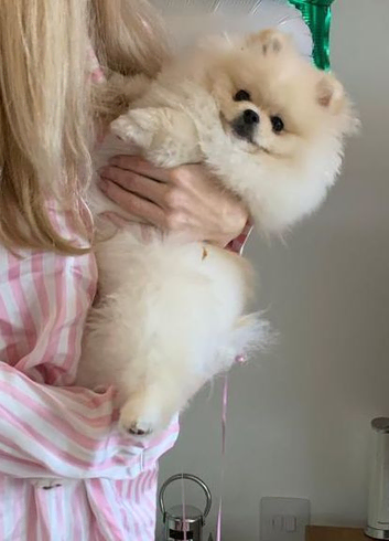 Extremely affectionate Teddy bear Pomeranian