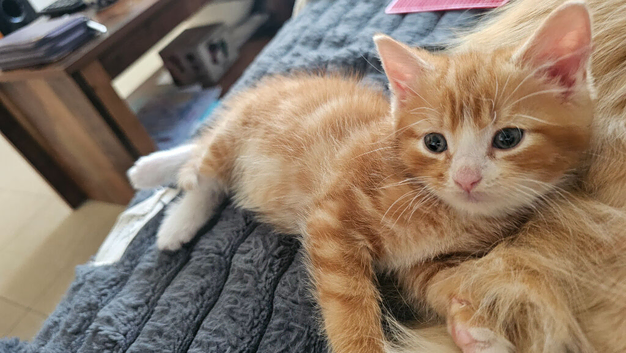 Kittens for sale