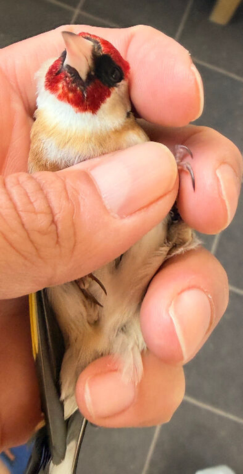 2025 pea throat goldfinch  male