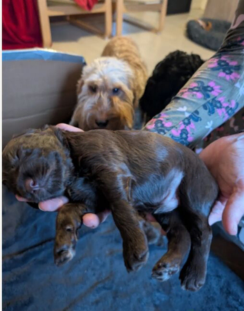 Cockapoo Puppies 2 Boys and 2 Girls Available