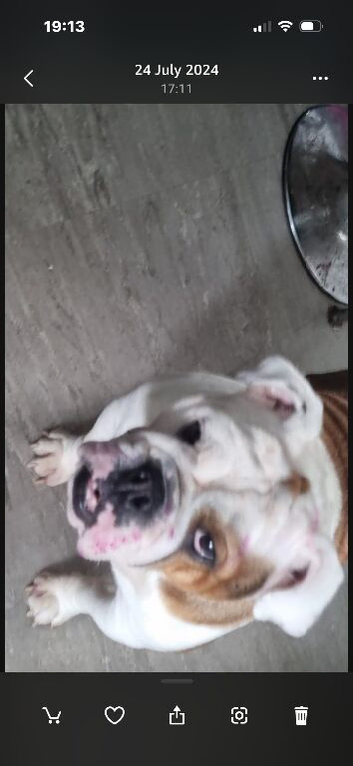 Needs a forever home