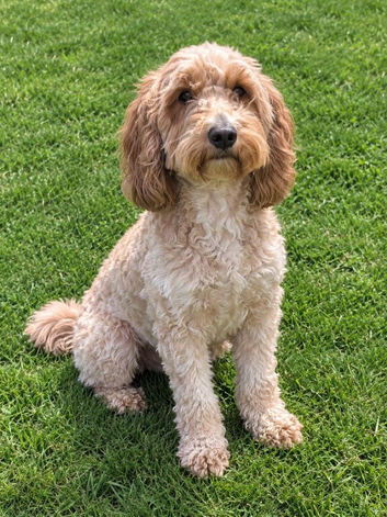 Female Cockapoo