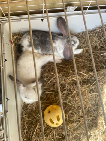 2 bunnies