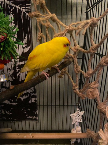 Female and male unrelated Kakariki