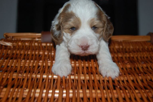 Cockapoo Puppies 2 Boys and 2 Girls Ready February