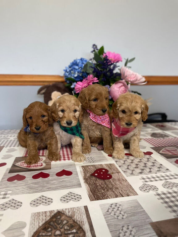 Gorgeous F1 family raised miniature cockapoo puppies for sale