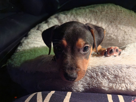 Marley