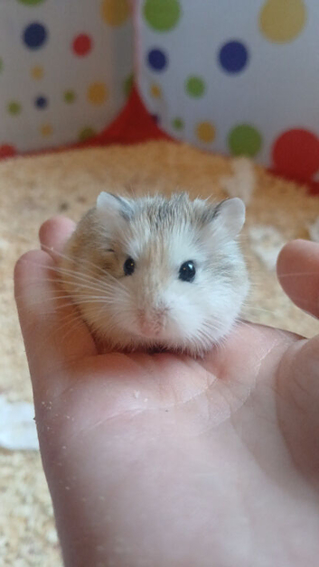 Male Russian Hamster & Cage