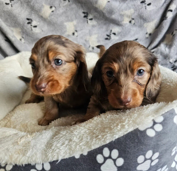 Beautiful  amazing fur babies