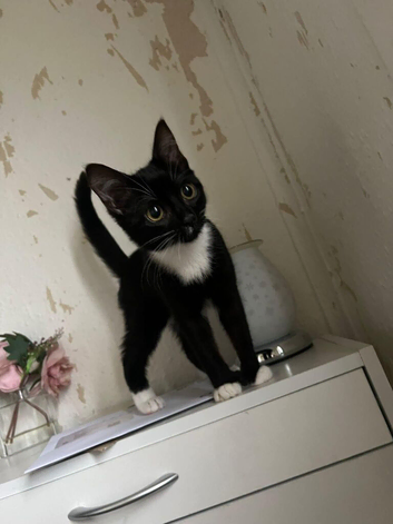 mix kittens new born 200 pounds  lluss 50 deposit