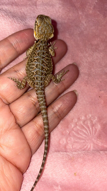Bearded dragon baby&rsquo;s