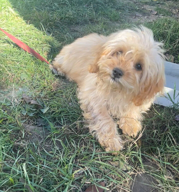 Beautiful cavapoo f1b pups ready to leave