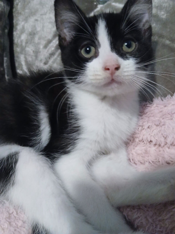 Black & white fluffy male kitten