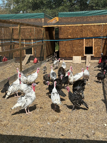 Male turkeys