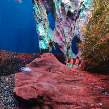 Group of tropical fishes