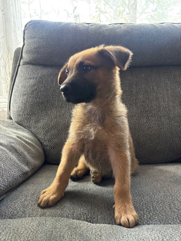 Beautiful Dutch Shepherd X German Shepherd