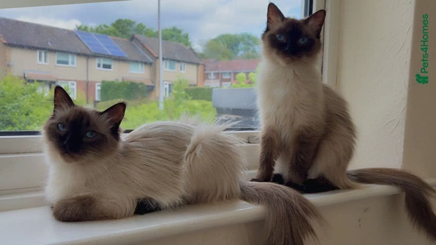 Female ragdoll sisters