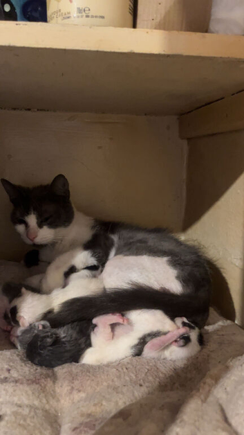 Kitten back up for rehoming due to being let down