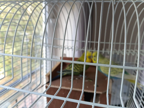 Budgies pair