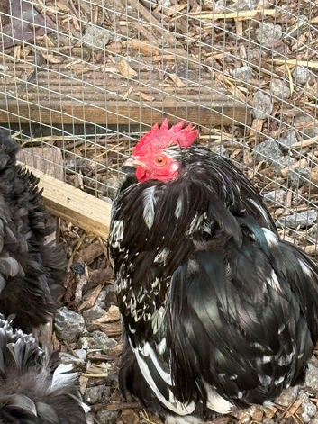Lovely pair of black mottled pekins 1 cockerel and 1 hen great fertility