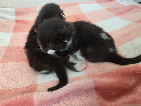 Two beautiful black and white boy kittens