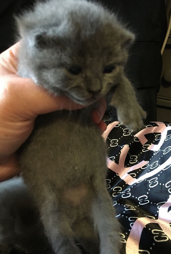 British shorthair x (only 2 kittens available)