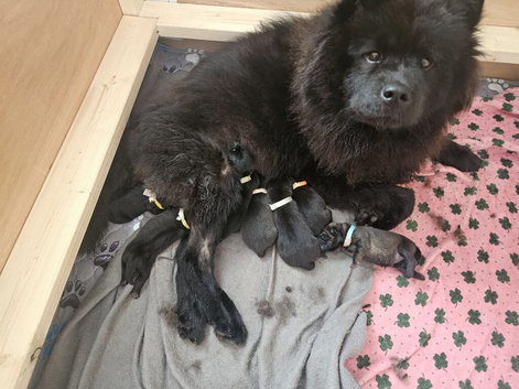 Chow Pei for sale