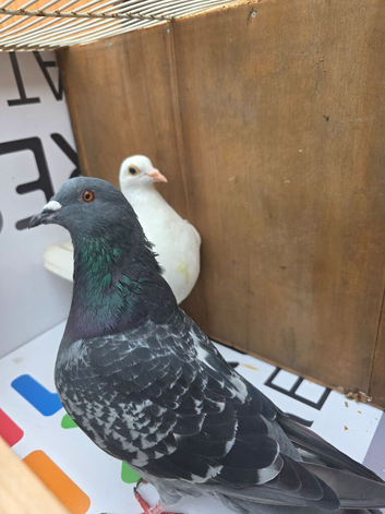 Pigeons