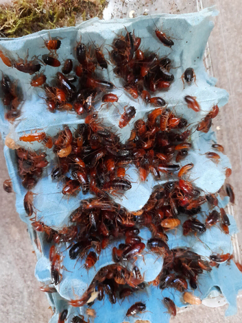 Red runner roaches