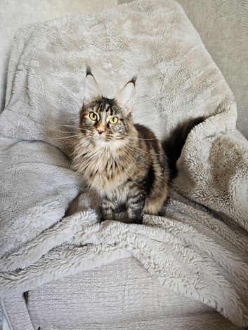 1 year old female registered Maine Coons