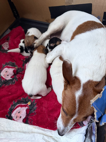 Stunning jackrussells female puppy&rsquo;s