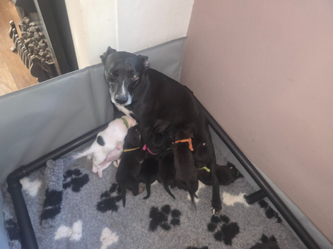 Patterdale ( qourter sausage ) cross frenchie x whippet puppies