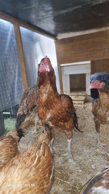Aseel chicks