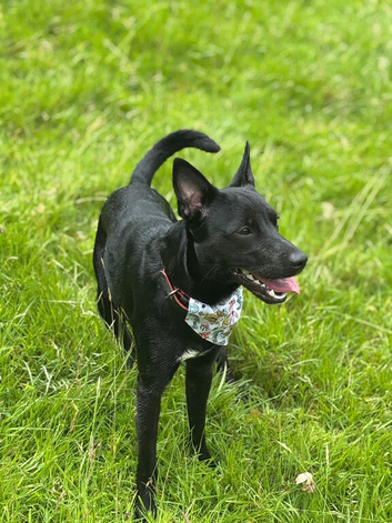 Beautiful collie cross jack