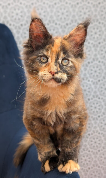 Tica registered Maine coon girl