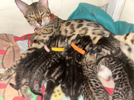 Mix Bengal kittens